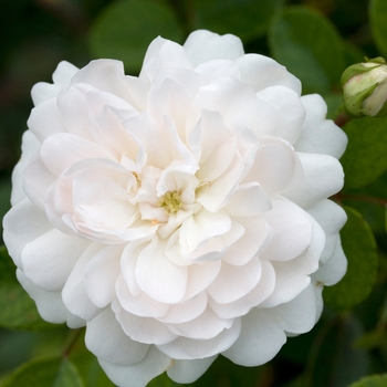 Rosa 'Sea Foam' 