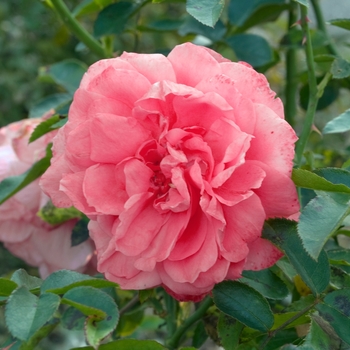 Rosa 'Salmon Impressionist' 