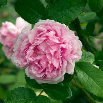 Rosa 'Salet'