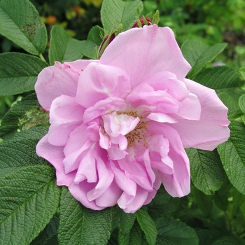 Rosa rugosa 'Yankee Lady' 