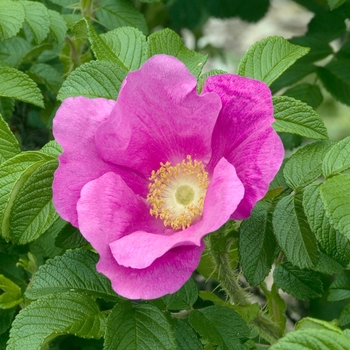 Rosa rugosa 'Rubra' 