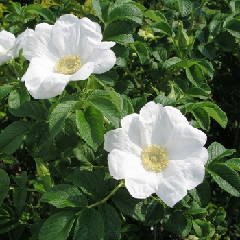 Rosa rugosa 'Alba'