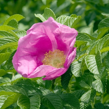 Rosa rugosa