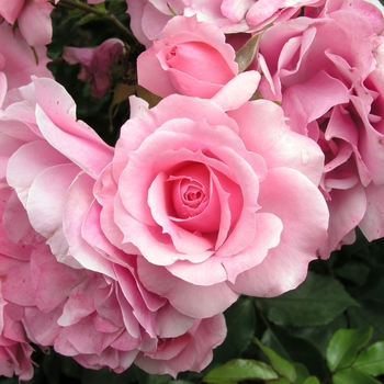 Rosa 'Royal Bonica®'