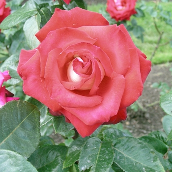 Rosa 'Rosie O'Donnell' 