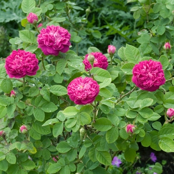 Rosa 'Rose de Rescht' 