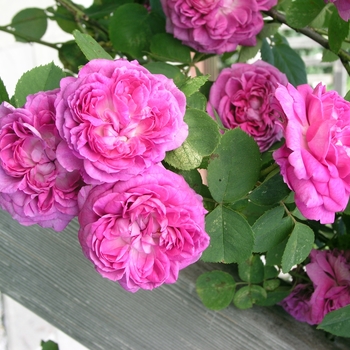 Rosa 'Reine des Violettes'