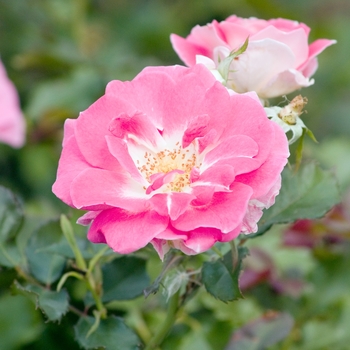 Rosa 'Regensberg' 