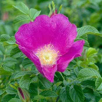 Rosa 'Frau Dagmar Hastrup'