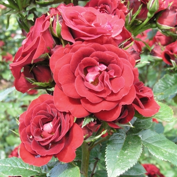 Rosa 'Raven'