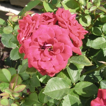 Rosa 'Raspberry Sunblaze' 