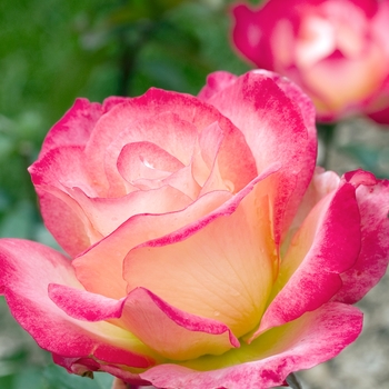 Rosa 'Rainbow Sorbet™'