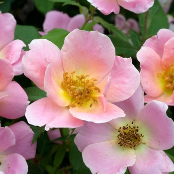 Rosa Knock Out® 'Rainbow' PP17346, CPBR 3444