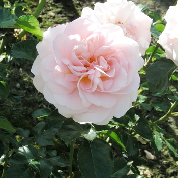 Rosa 'Queen Margrethe' 