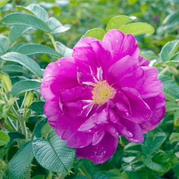 Rosa rugosa 'Purple Pavement' 