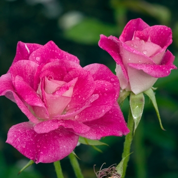 Rosa 'Brilliant Pink Iceberg'