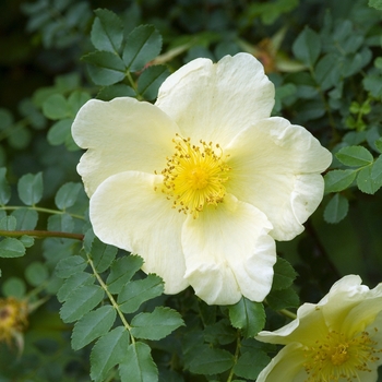 Rosa primula 