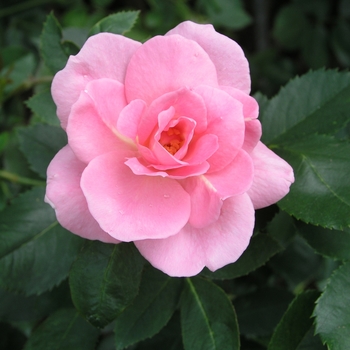 Rosa 'Prairie Princess' 