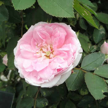 Rosa 'Prairie Joy'