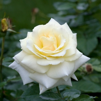 Rosa 'Prairie Harvest'