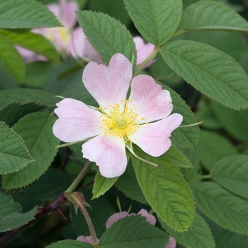 Rosa pomifera