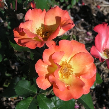 Rosa 'Playboy®' 