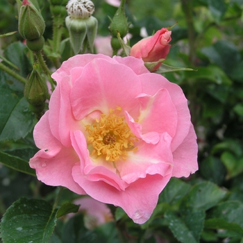 Rosa 'Pink Robusta'