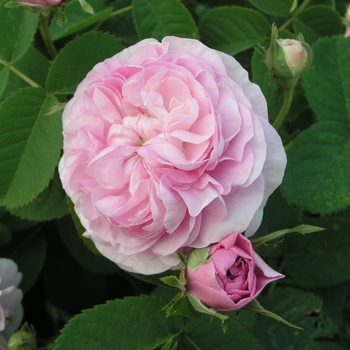 Rosa 'Petite de Hollande'