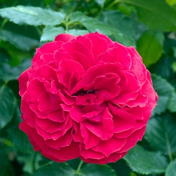 Rosa 'Ole'