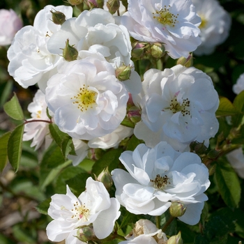 Rosa Northern Accents™ 'Ole' BAIole