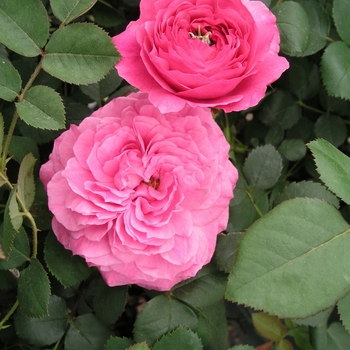 Rosa 'Noble Antony' 