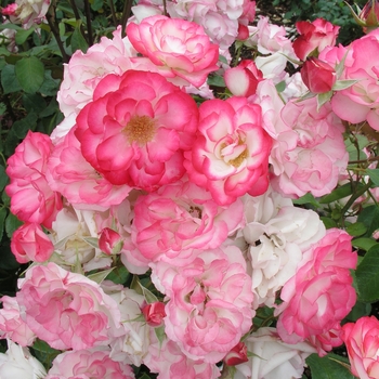 Rosa 'Nicole'