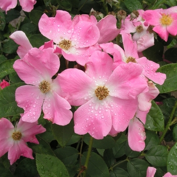 Rosa 'Nearly Wild'