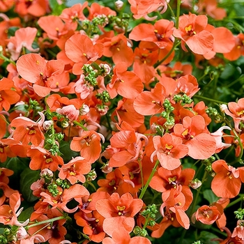 Diascia Flirtation® 'Orange'