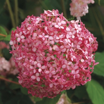 Hydrangea arborescens 'NCHA1' PP20765, Can 4159