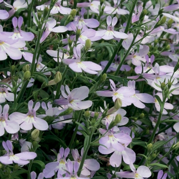 Lobelia erinus 'Lavender Blush' PPAF