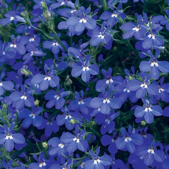 Lobelia erinus Laguna® 'Dark Blue'