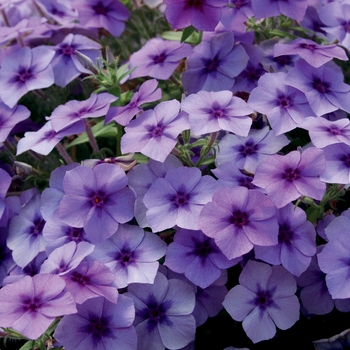 Phlox 'USPLX60306' PP21646, Can 4144