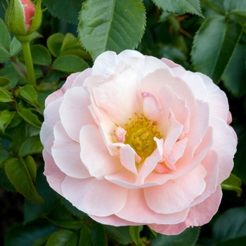 Rosa 'Marie Curie®' Meilomit