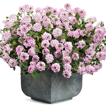 Verbena Superbena® 'Pink Parfait'