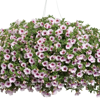 Calibrachoa 'Pink Gem' PPAF