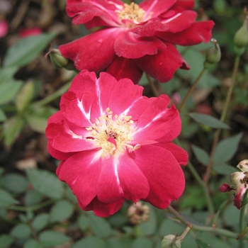 Rosa 'Martha Gonzales'