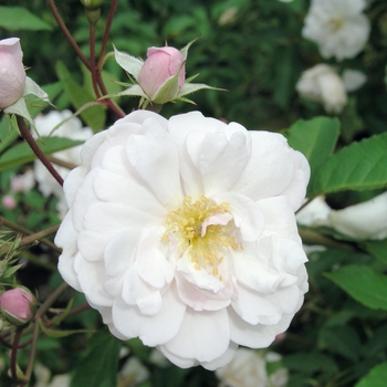 Rosa 'Marie Pavie' 