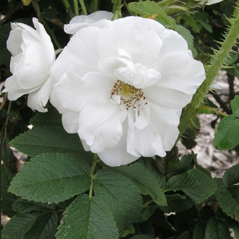 Rosa 'Marie Bugnet'