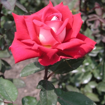 Rosa 'Love' 
