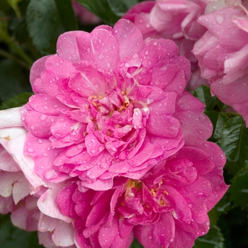 Rosa 'Louis Jolliet'