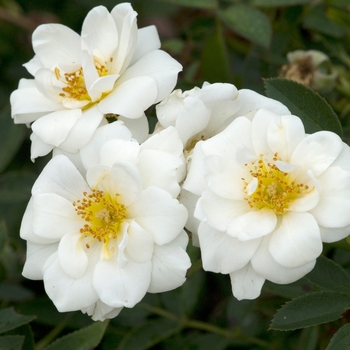 Rosa 'Kent' 