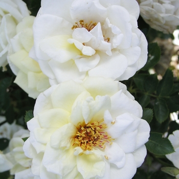Rosa 'J. P. Connell' 