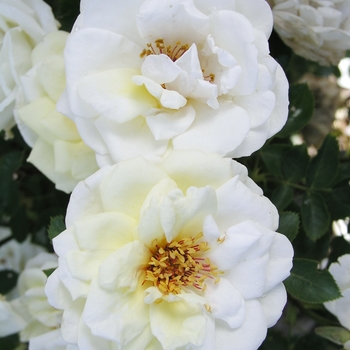 Rosa 'J. P. Connell'