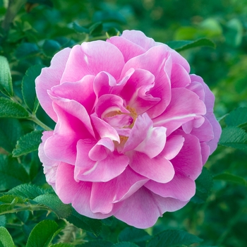 Rosa 'Jens Musk'